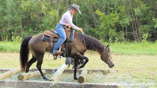 HorseID: 2278366 Gelanes Lacy - PhotoID: 1052294