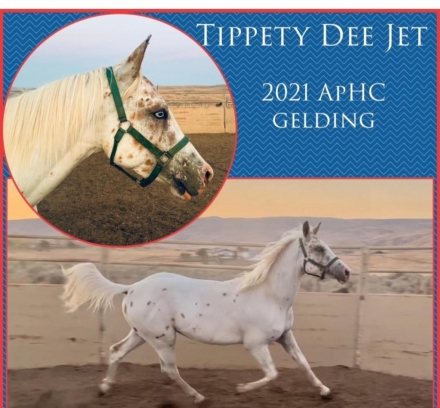 HorseID: 2278391 Tippity Dee Jet - PhotoID: 1052322