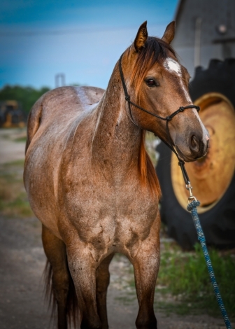 HorseID: 2278434 IB A Classic Cowgirl - PhotoID: 1052371