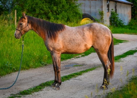 HorseID: 2278434 IB A Classic Cowgirl - PhotoID: 1052372