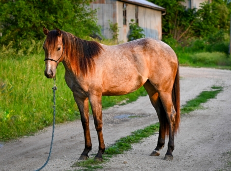 HorseID: 2278434 IB A Classic Cowgirl - PhotoID: 1052373