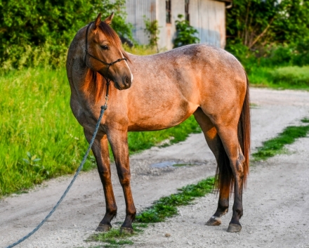 HorseID: 2278434 IB A Classic Cowgirl - PhotoID: 1052374