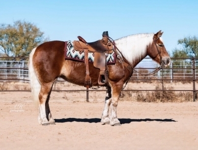 HorseID: 2278441 Belle/grade mare - PhotoID: 1052382