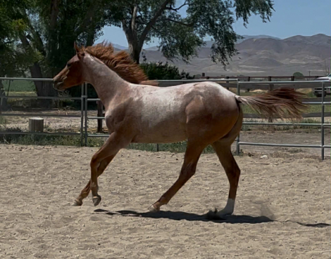 HorseID: 2278467 BEST B LOPIN - PhotoID: 1079132