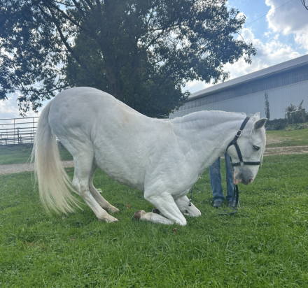 HorseID: 2284503 Irazu - PhotoID: 1070856