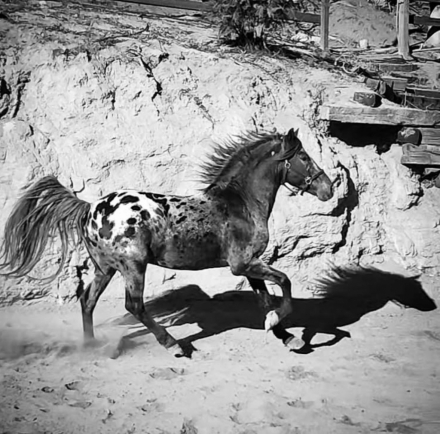 HorseID: 2288010 Painter's Redemption - PhotoID: 1065246