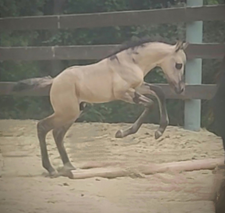 HorseID: 2288010 Painter's Redemption - PhotoID: 1065248