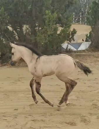 HorseID: 2288010 Painter's Redemption - PhotoID: 1065249