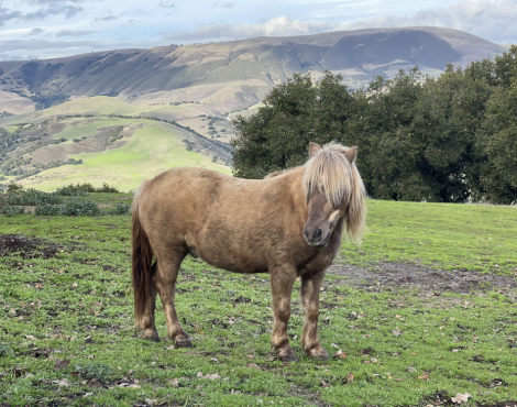 HorseID: 2289985 Smokey - PhotoID: 1079652