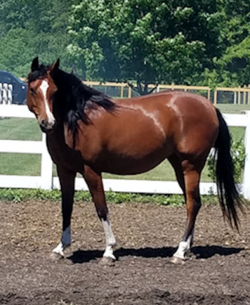 HorseID: 2172431 SV MI SOXX ROC - PhotoID: 1077825