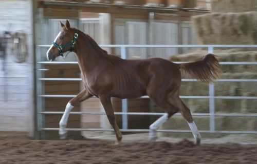 HorseID: 2196903 CF Pandora - PhotoID: 1048635