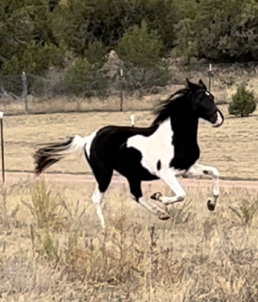 HorseID: 2199037 Williams April Storm - PhotoID: 1046554
