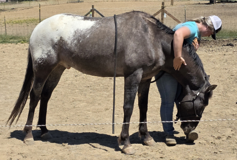 HorseID: 2237969 Tenmiles Special Edition - PhotoID: 1073035