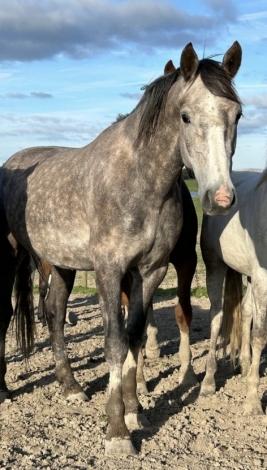 HorseID: 2240868 Moylough Irish Draughts - PhotoID: 1048318