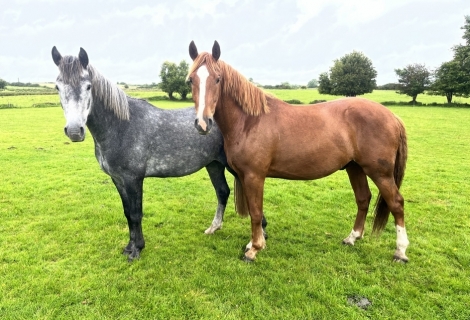 HorseID: 2240868 Moylough Irish Draughts - PhotoID: 1048319