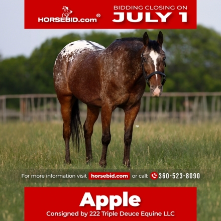 HorseID: 2247445 Apple - PhotoID: 1042257