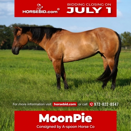 HorseID: 2247455 Spurs blue moon - PhotoID: 1028035