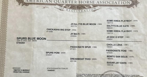 HorseID: 2247455 Spurs blue moon - PhotoID: 1045891