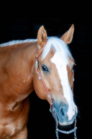 HorseID: 2249295 NU Montana Chrome - PhotoID: 1046977