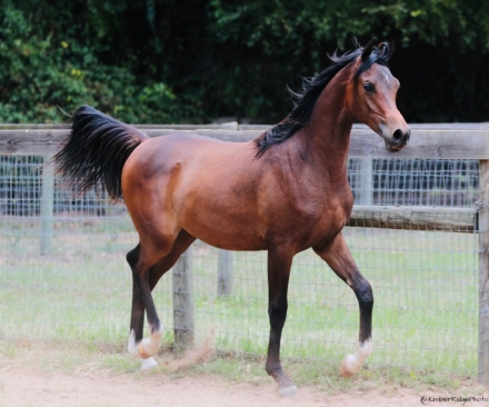 HorseID: 2249576 KR Shakar - PhotoID: 1048500