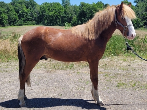 HorseID: 2249699 Eldfari from Chippewa Acres - PhotoID: 1047941