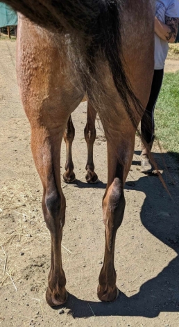 HorseID: 2249751 Tenmiles Electra Glide - PhotoID: 1013208