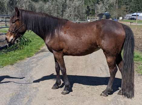 HorseID: 2249758 Tenmiles Diamond Lil - PhotoID: 1076447