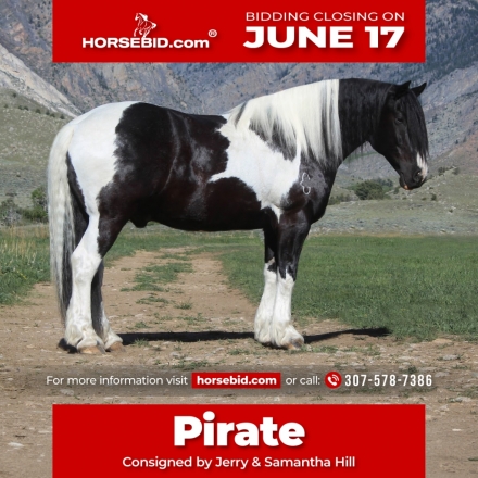 HorseID: 2249907 Pirate - PhotoID: 1045908