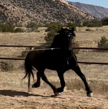 HorseID: 2250315 Eight Mile's Tyrone - PhotoID: 1046549
