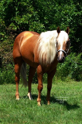 HorseID: 2259057 Einsteins Jersey - PhotoID: 1025769