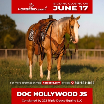 HorseID: 2260689 DOC HOLLYWOOD JS - PhotoID: 1028024