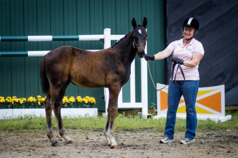 HorseID: 2261827 Glorioso’s Pride HU - PhotoID: 1046345