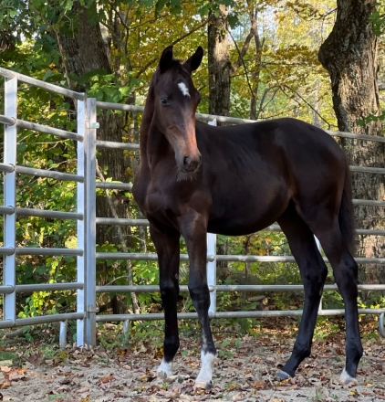 HorseID: 2261827 Glorioso’s Pride HU - PhotoID: 1046347