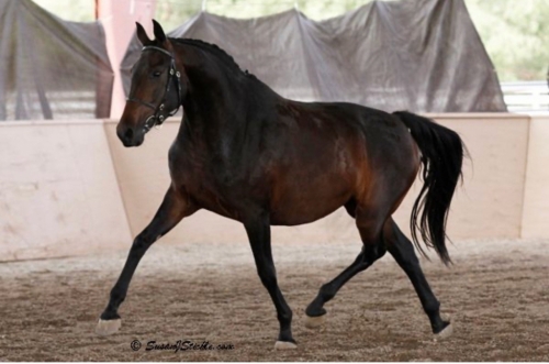 HorseID: 2261827 Glorioso’s Pride HU - PhotoID: 1046348