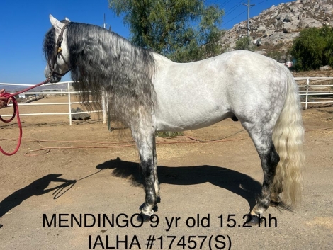 HorseID: 2262143 Mendingo - PhotoID: 1049301