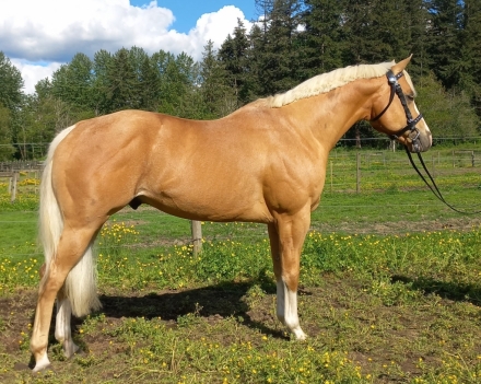 HorseID: 2262176 16h Palomino Stallion w/Chrome Dressge/Jumping/WE - PhotoID: 1048104
