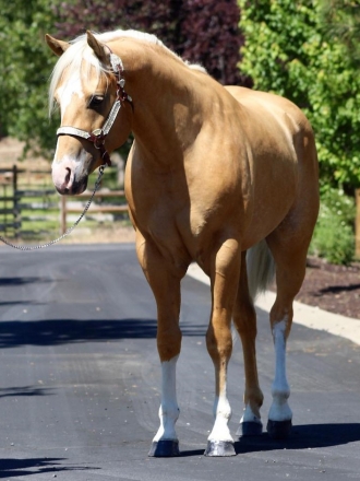 HorseID: 2262176 16h Palomino Stallion w/Chrome Dressge/Jumping/WE - PhotoID: 1048107