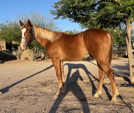 HorseID: 2264946 “Corona Cee Cash” colt - PhotoID: 1048387