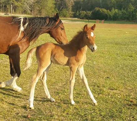 HorseID: 2269010 Nutmeg VIDEO - PhotoID: 1039758