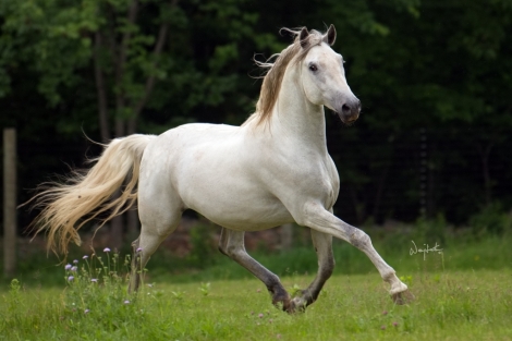 HorseID: 2271210 Conversano Lipica IV - PhotoID: 1048871