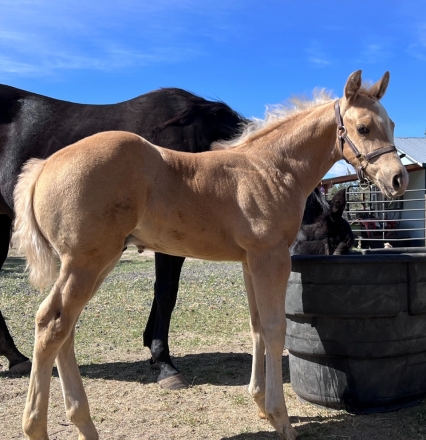 HorseID: 2271656 AQHA Cats Pine Legend - PhotoID: 1049364