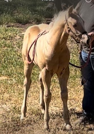 HorseID: 2271656 AQHA Cats Pine Legend - PhotoID: 1049365