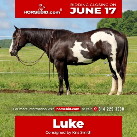 HorseID: 2271746 Luke - PhotoID: 1043303