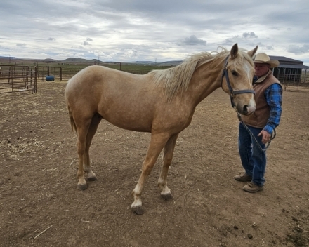 HorseID: 2272356 Broken M Clyde the Glide - PhotoID: 1046533