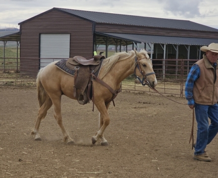 HorseID: 2272356 Broken M Clyde the Glide - PhotoID: 1046535