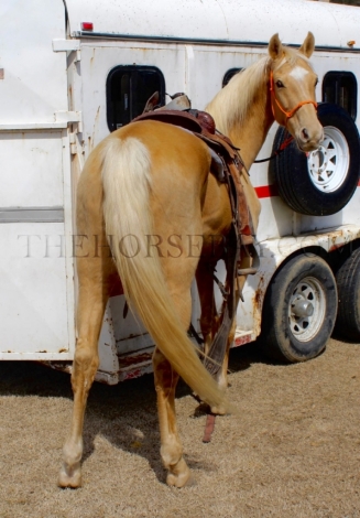 HorseID: 2272635 ITS A GOLDEN SECRET (126254G) - PhotoID: 1046349