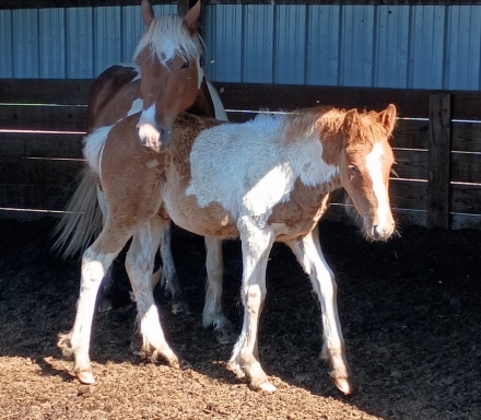 HorseID: 2273832 WRP Starfire's Blaze (Blaze) - PhotoID: 1047925