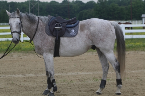 HorseID: 2274024 Canessar - PhotoID: 1046363