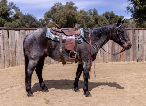 HorseID: 2274067 Hickory - PhotoID: 1046379