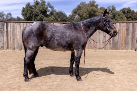 HorseID: 2274067 Hickory - PhotoID: 1046381